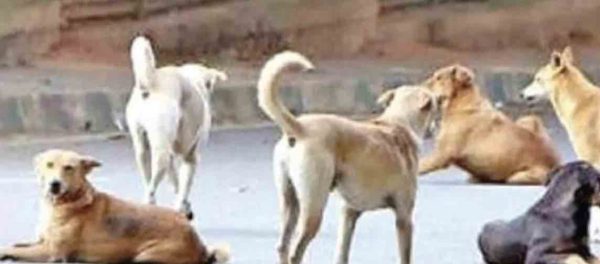 Stray Dog Menace raises its ugly head one again, this time in Andhra Pradesh
