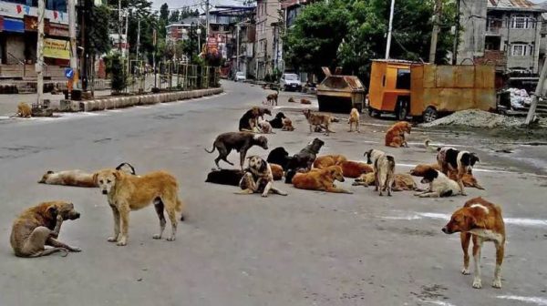 The continuing saga of stray dogs menace in Indian cities